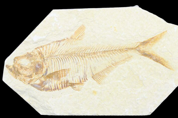 Fossil Fish (Diplomystus) - Wyoming #176322